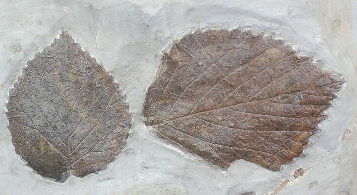 & Fossil Leaf (Beringiaphyllum) - Montan #23053